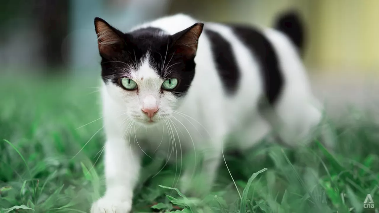 New Zealand cat-killing contest vows to keep hunting 'crazy' felines