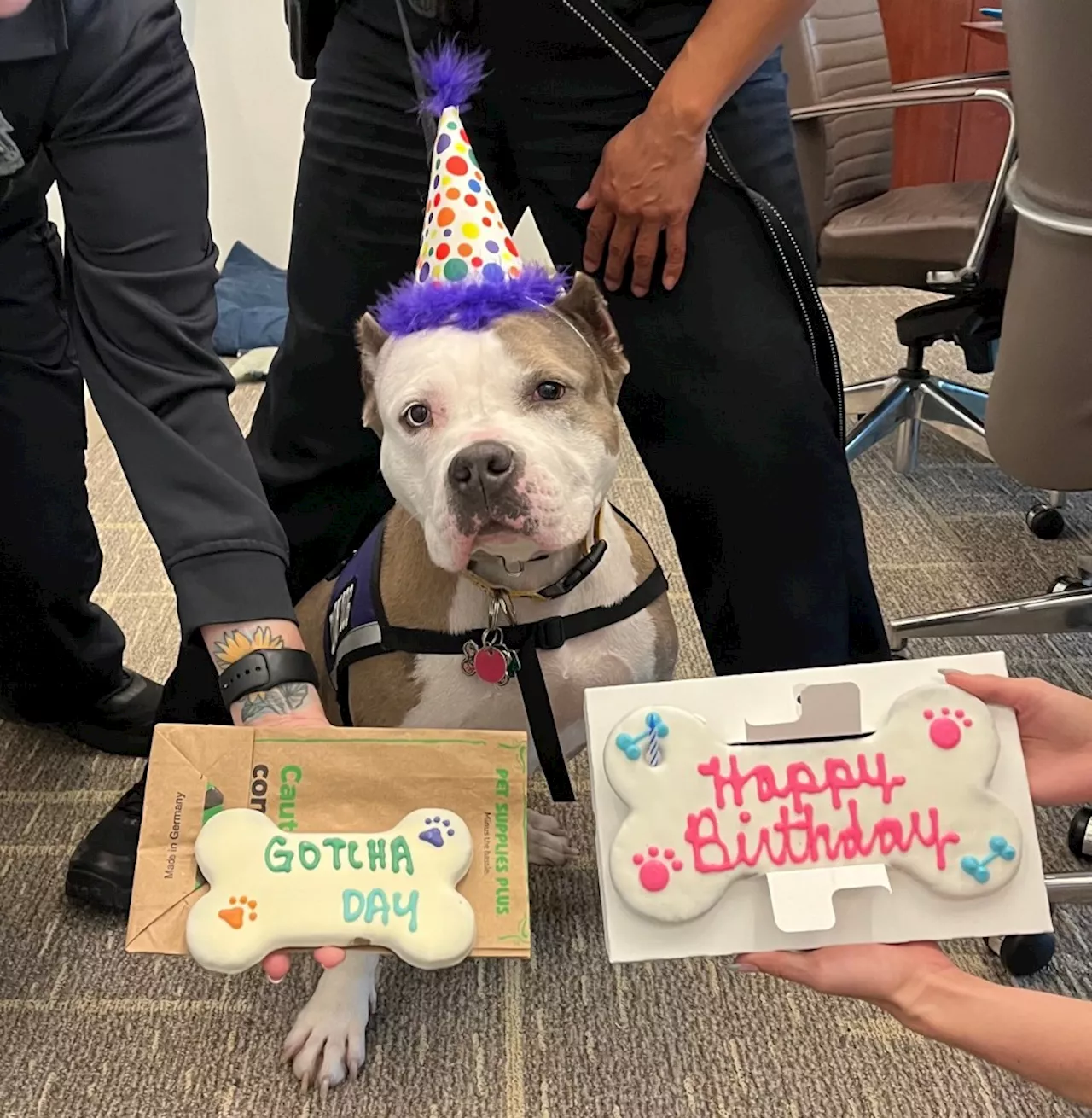 Meet Meri, Skokie police department’s comfort dog: ‘cuddly and awesome’