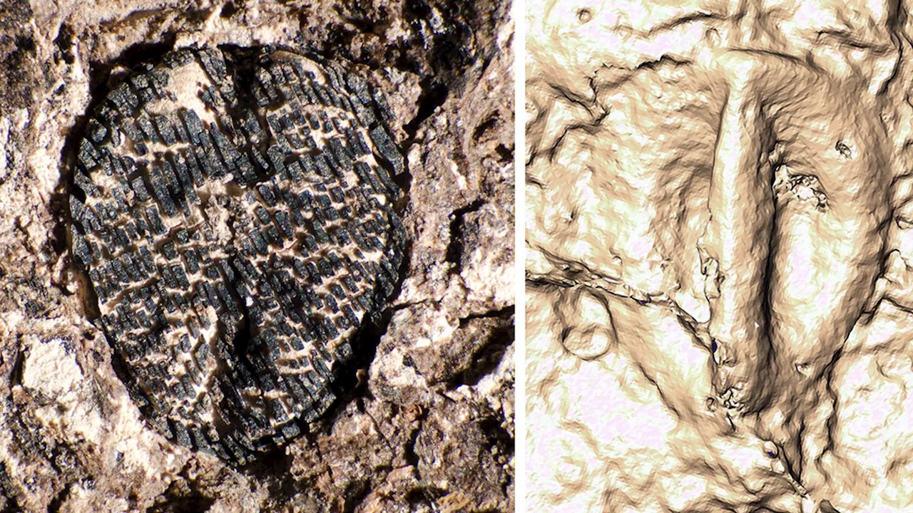 Las uvas existen porque los dinosaurios se extinguieron, según una nueva investigación