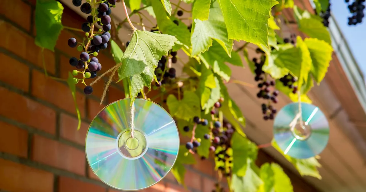 Gardeners advised to hang CDs in hack experts swear by to keeps birds away