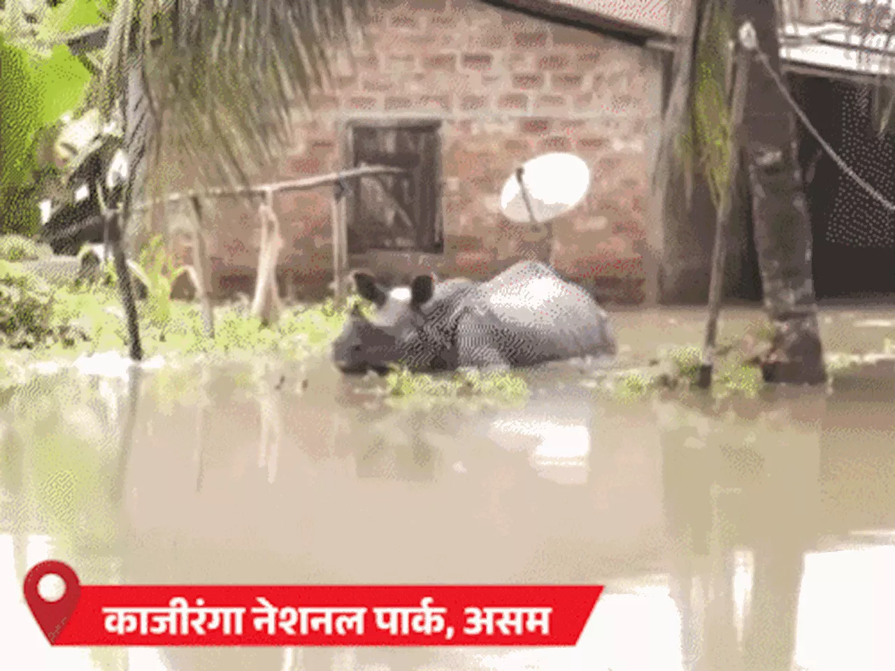 काजीरंगा नेशनल पार्क में 8 जानवरों की मौत: पुणे में पिकनिक स्पॉट्स पर सेल्फी लेने, रील बनाने पर बैन; 12 राज...