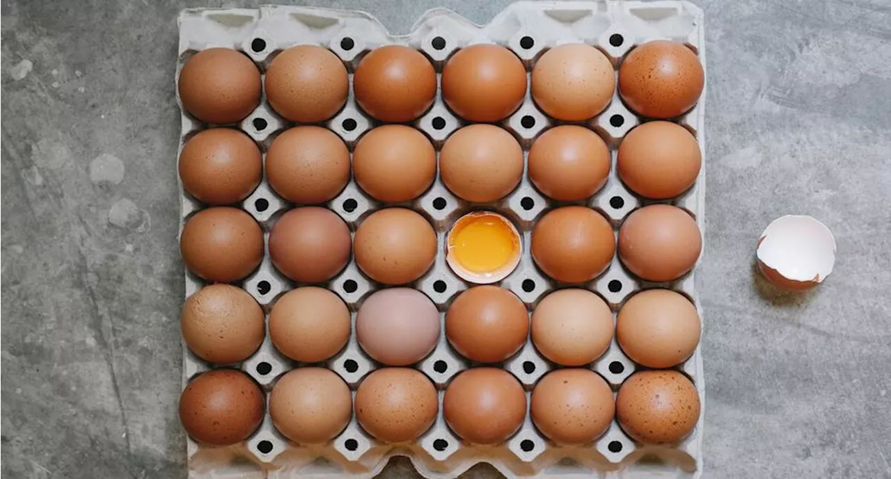 Los huevos que tienen más proteína y son recomendados por Profeco