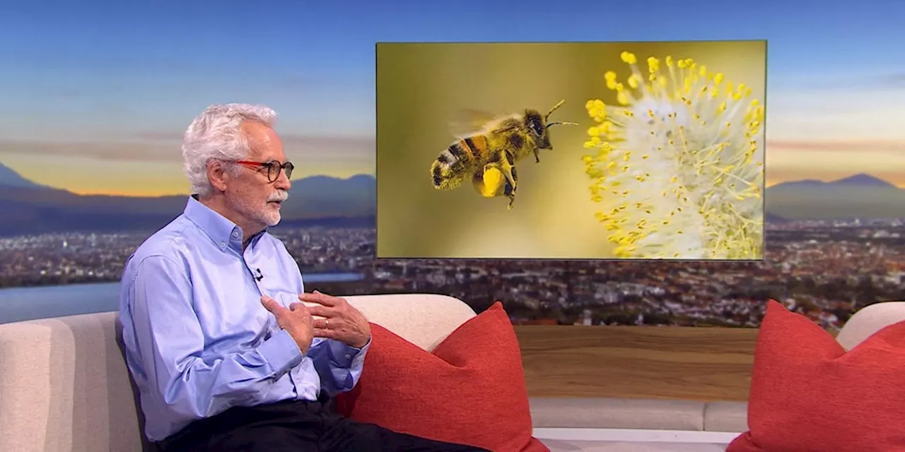 Bienenexperte Prof. Jürgen Tautz: Bienen haben unglaubliche Fähigkeiten