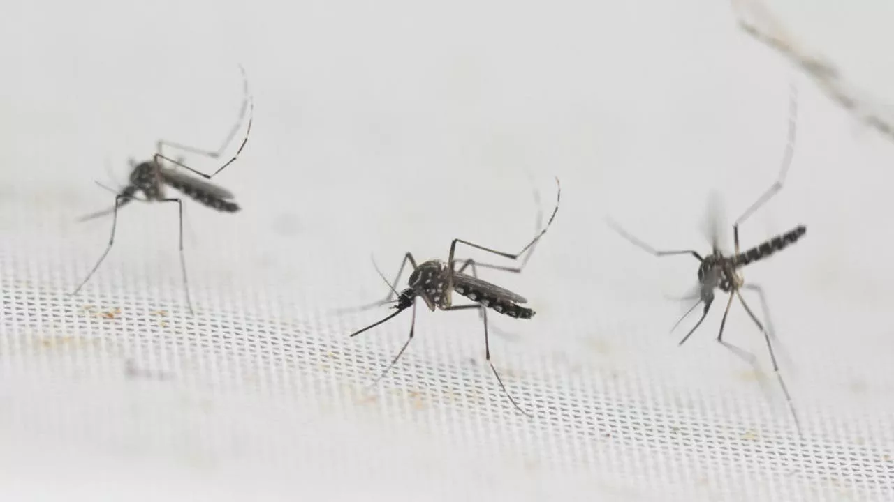 West Nile Virus found in Sugar Land mosquitoes, city taking precautions