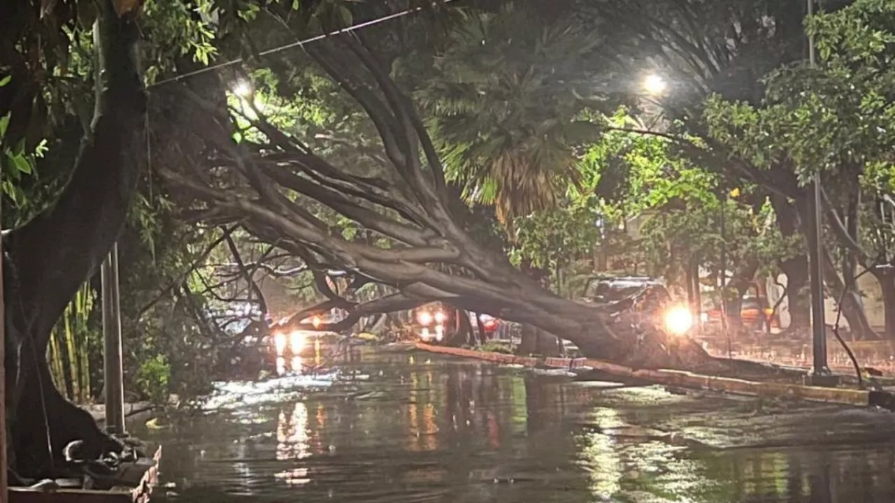 Lluvias derriban más de 100 árboles en Guadalajara y Zapopan