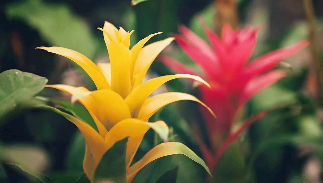 Bromelia: cura e come farla rifiorire