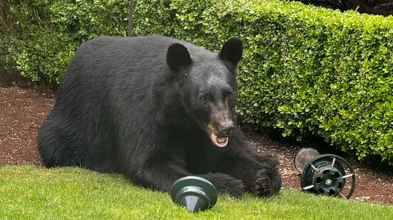 Bothell neighbors 'mesmerized' by black bear munching on birdseed in backyard