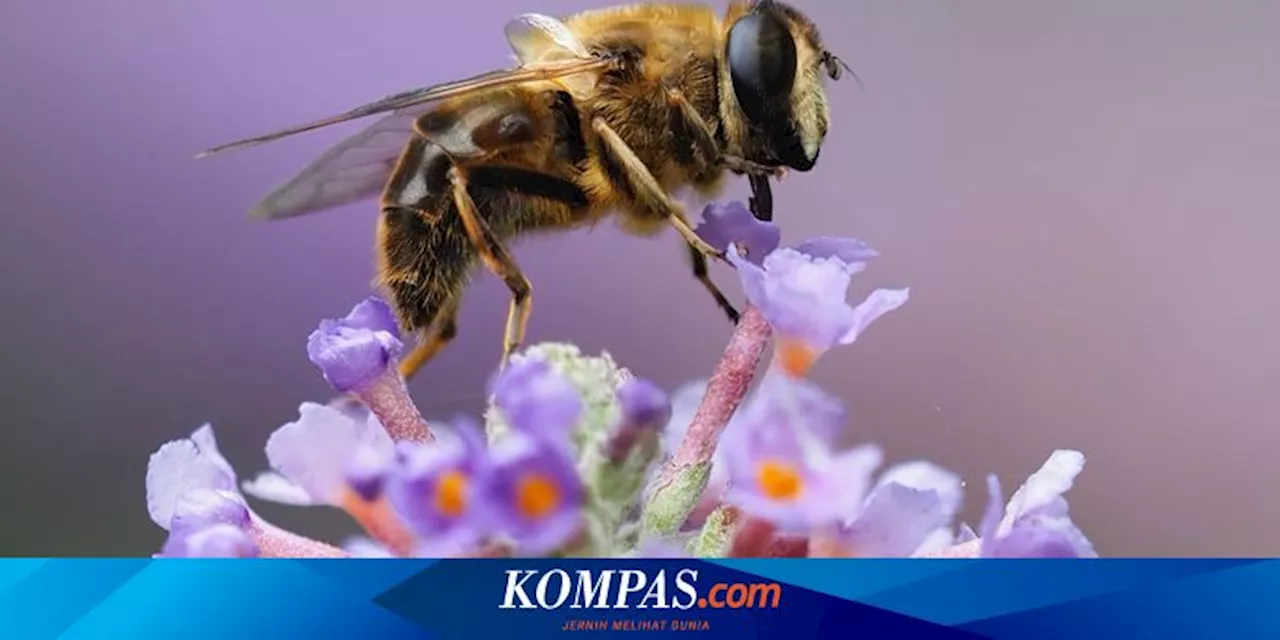 Lebah Madu Bisa Deteksi Kanker Paru-paru dari Napas Manusia