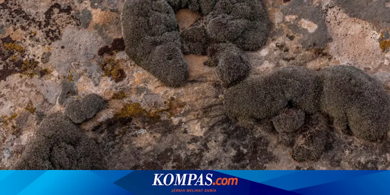 Lumut yang Bertahan di Kondisi Beku dan Radiasi Bisa Tumbuh di Mars