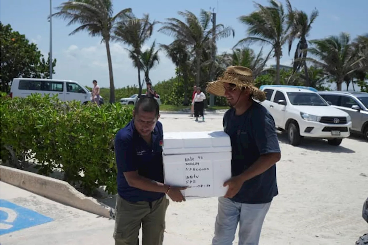 Mexico evacuates sea turtle eggs from beaches as Hurricane Beryl heads to the Yucatan peninsula