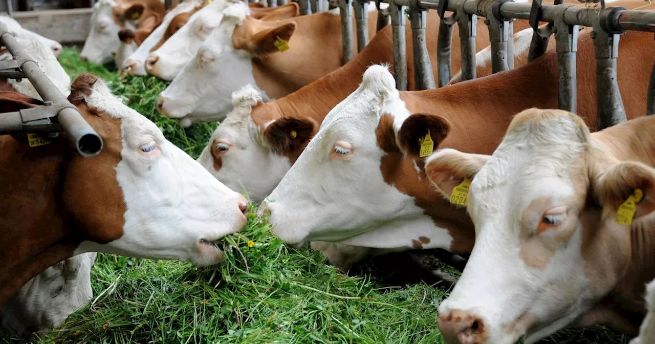 Vogelgrippe: Entwarnung für pasteurisierte Milch