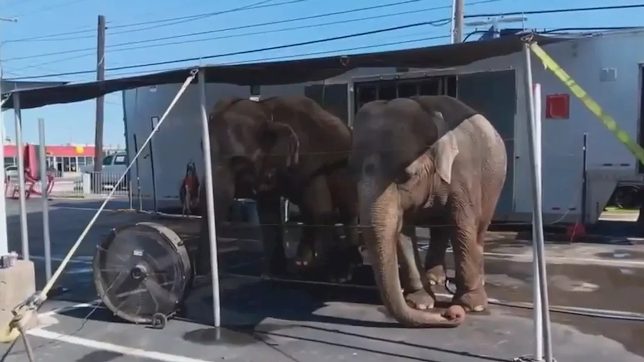 Car dealership criticized for showcasing elderly elephants in 100-degree heat