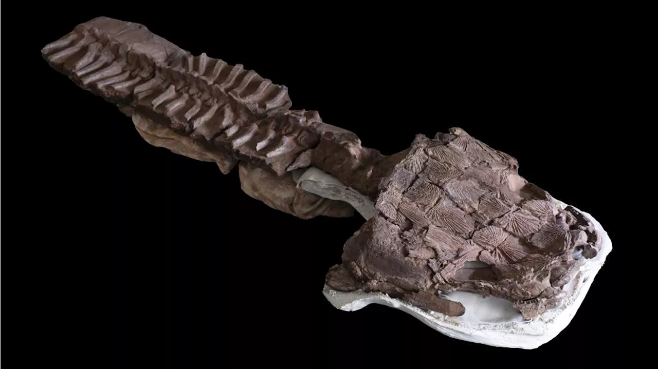 Fossils show huge salamander-like predator with sharp fangs existed before the dinosaurs