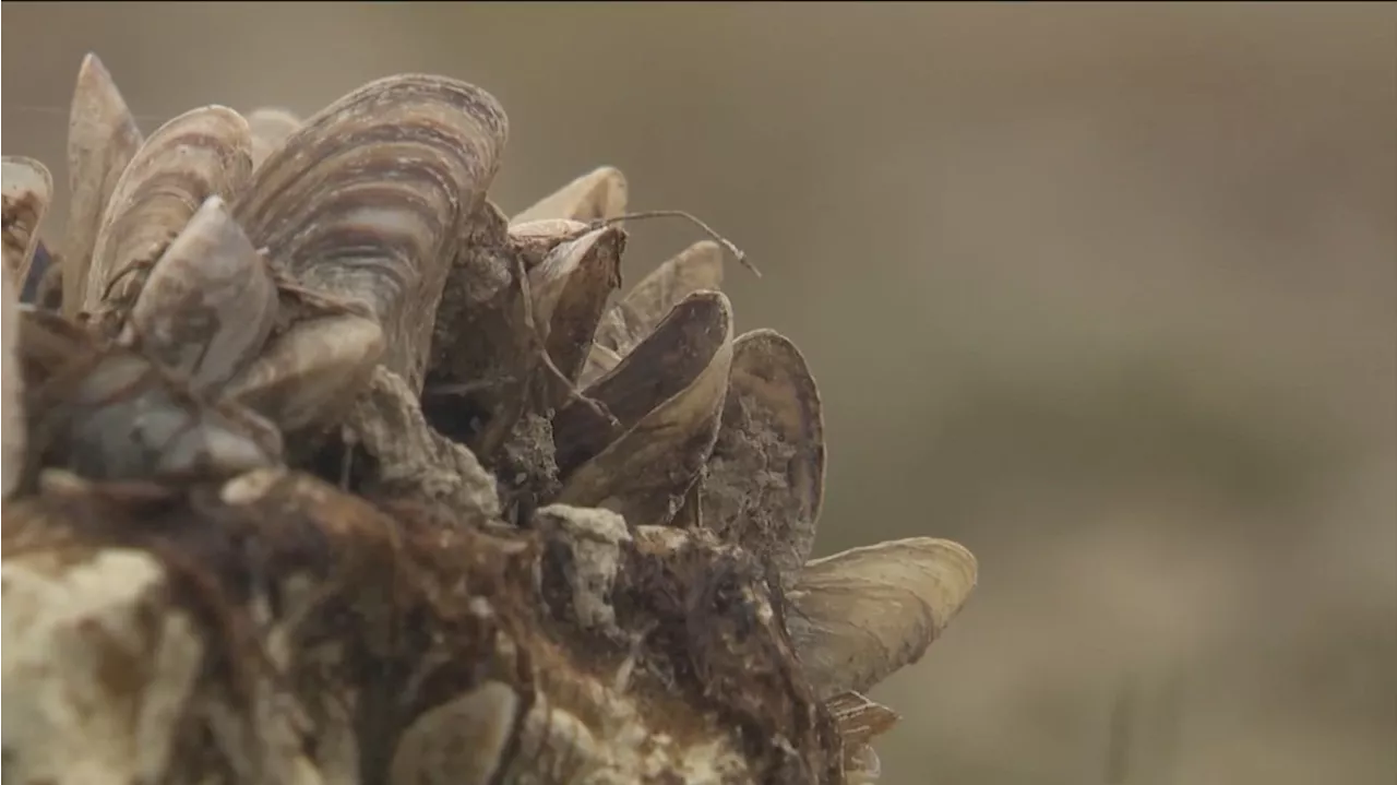 Texas Parks and Wildlife warning boaters about invasive species