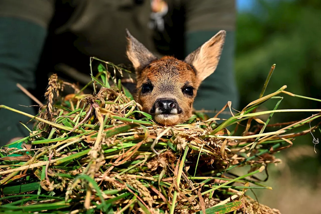 Dans la campagne belge, mission matinale pour «sauver Bambi»