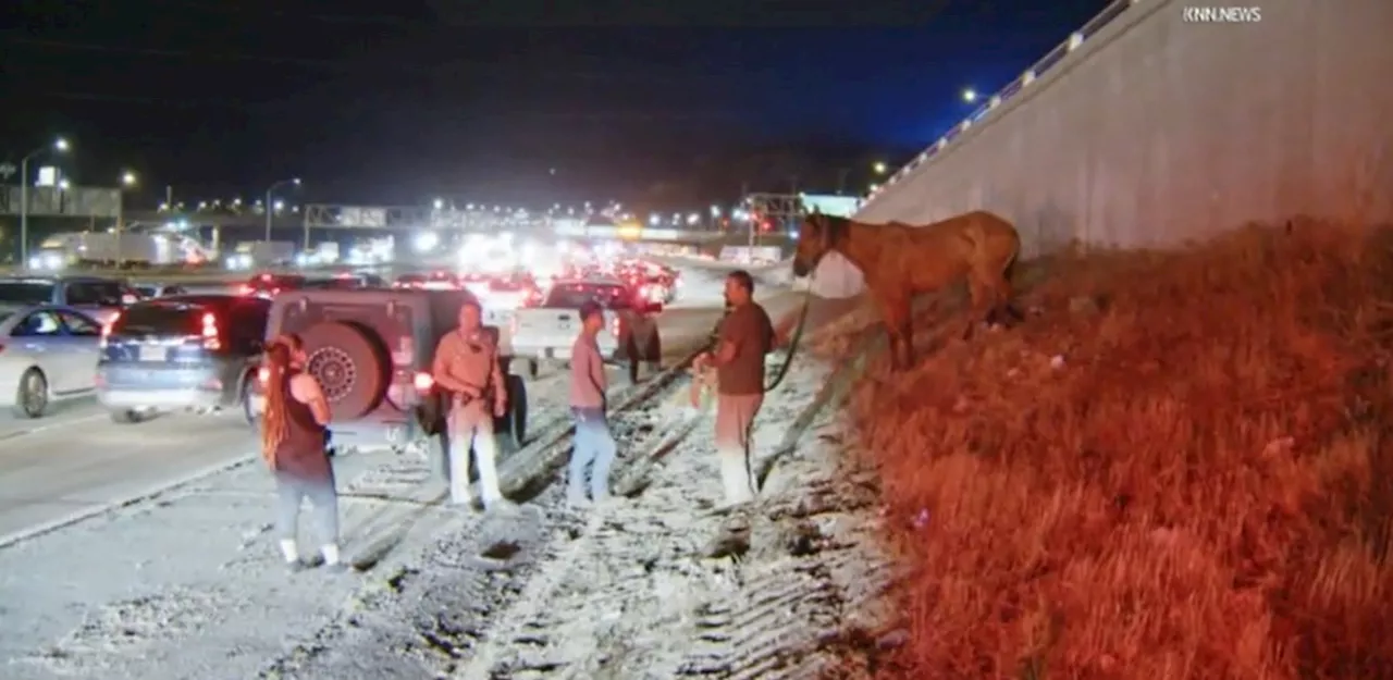 2 horses struck, killed by vehicles on 5 Freeway in Sylmar; 1 rescued