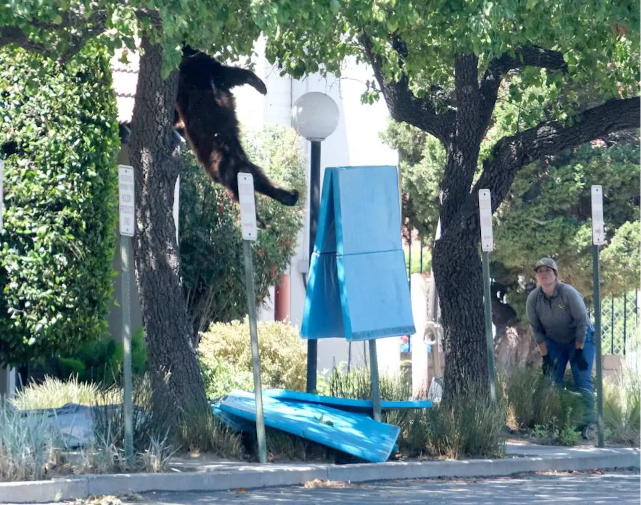 Bear captured in a Chatsworth tree heads home to Angeles National Forest