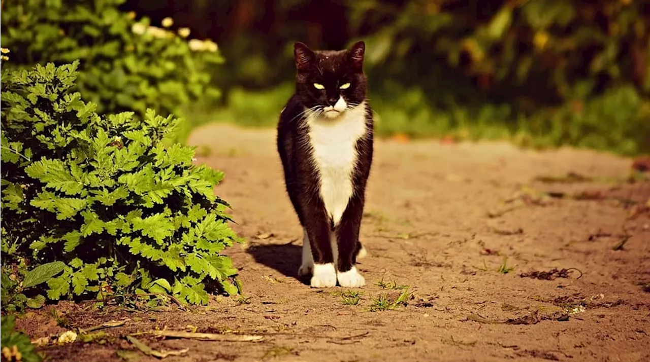 Nouvelle-Zélande : une 'compétition' de chasse de chats sauvages dénoncée par une association