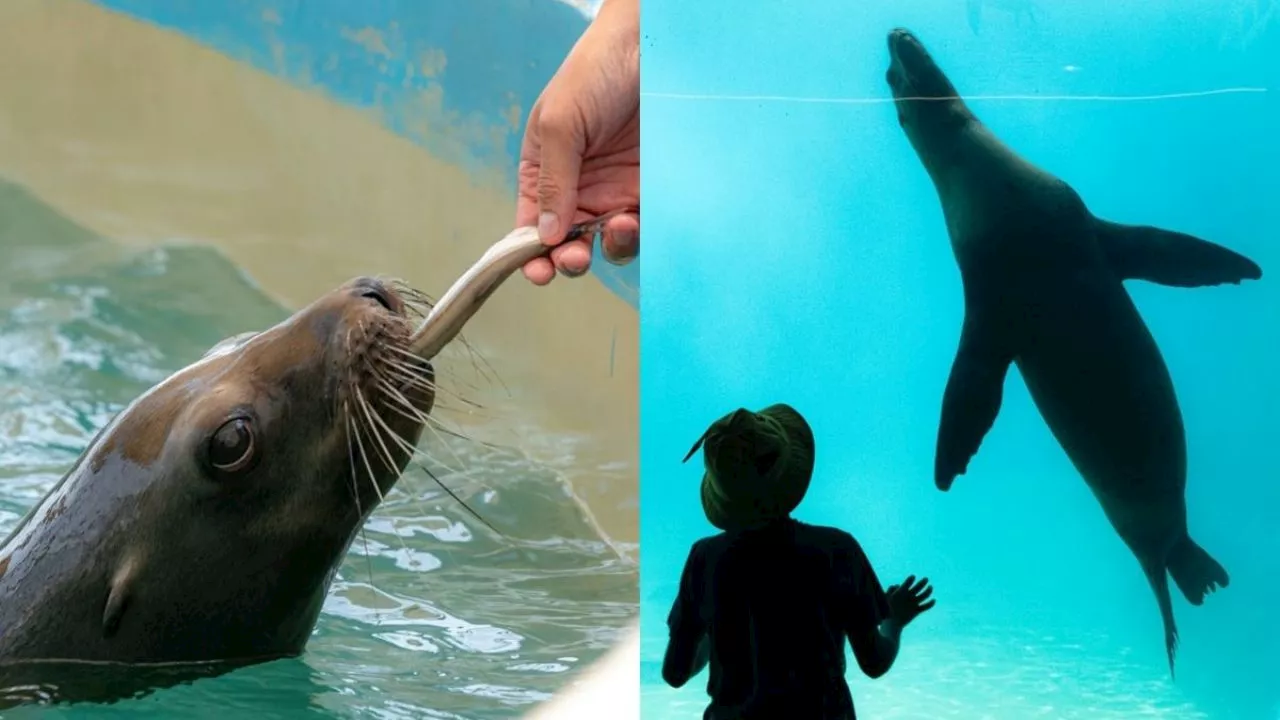 VIDEO: Nace lobo marino en el Aquarium de Veracruz; esto se sabe