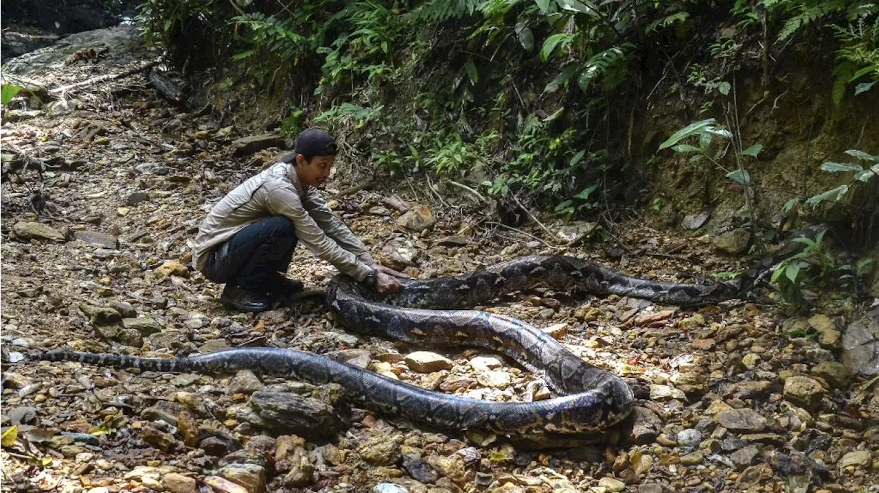 Une femme retrouvée morte dans l’estomac d’un python en Indonésie