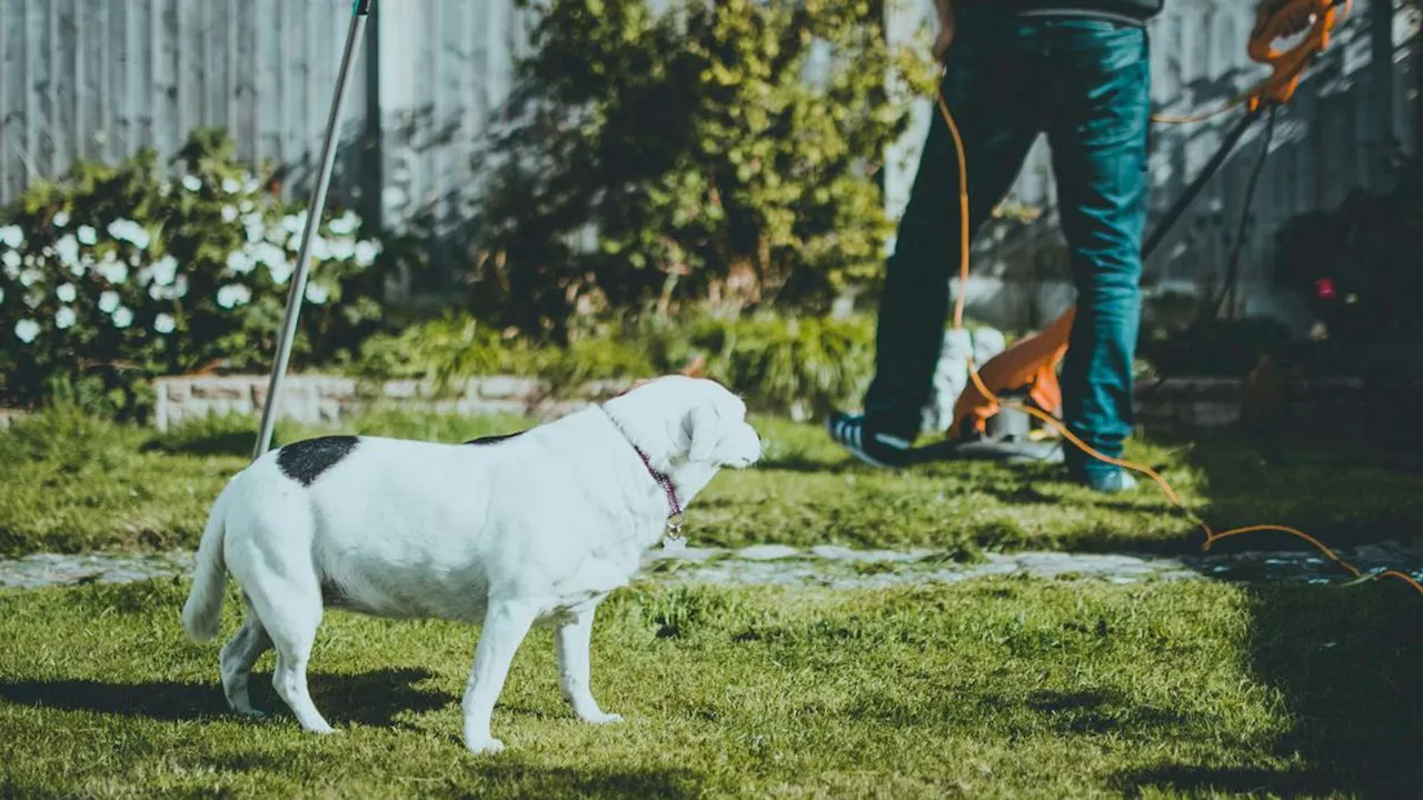 Ne passez pas à côté des offres jardin et animalerie des soldes Cdiscount