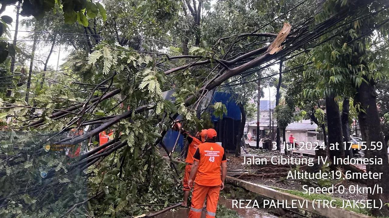 12 Pohon Tumbang di Jakarta Usai Hujan Deras, Timpa Kabel PLN hingga Bajaj