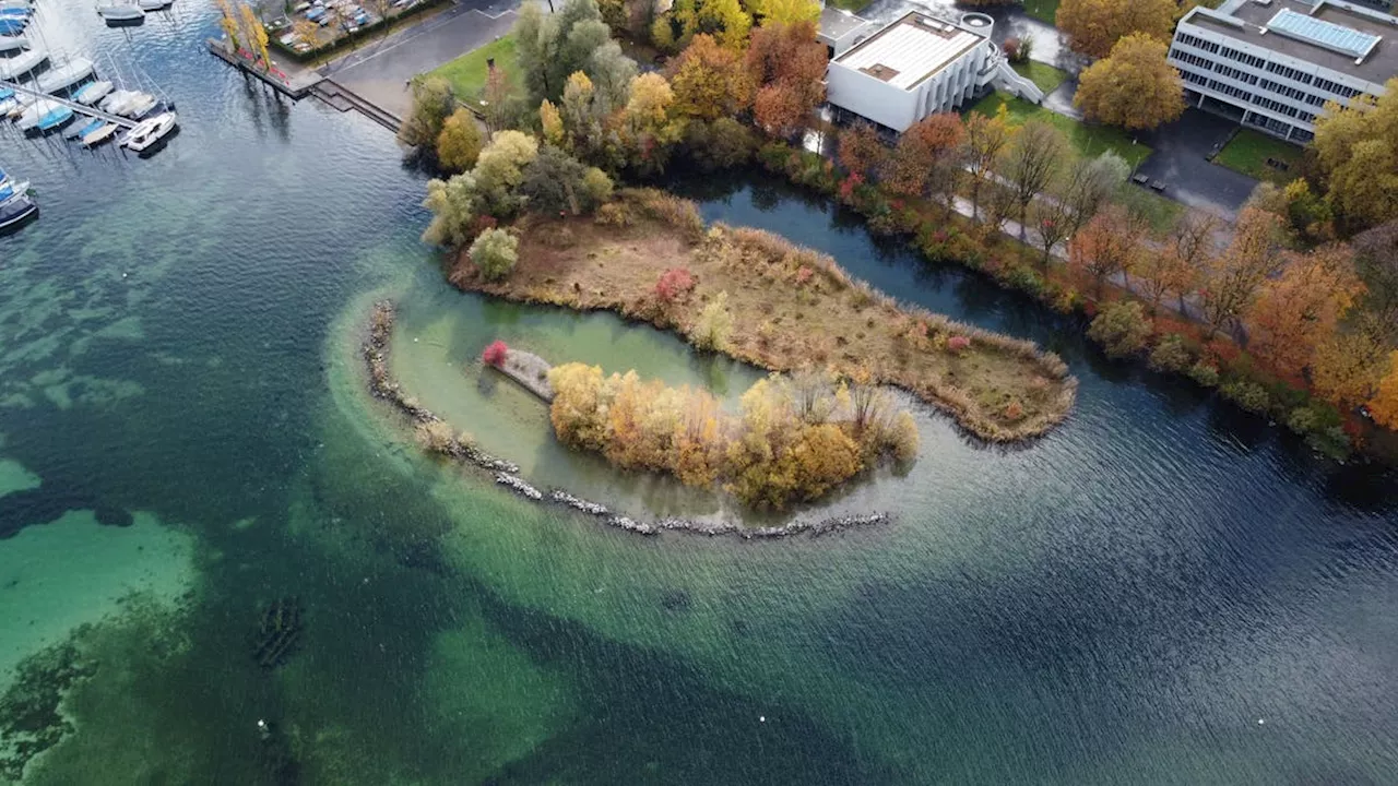 Verbuscht und voll von Neophyten – nun sollen Alpenquai-Brutinseln saniert werden