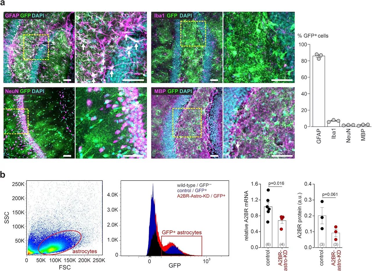 Discovery of cellular mechanism to maintain brain's energy could benefit late-life brain health