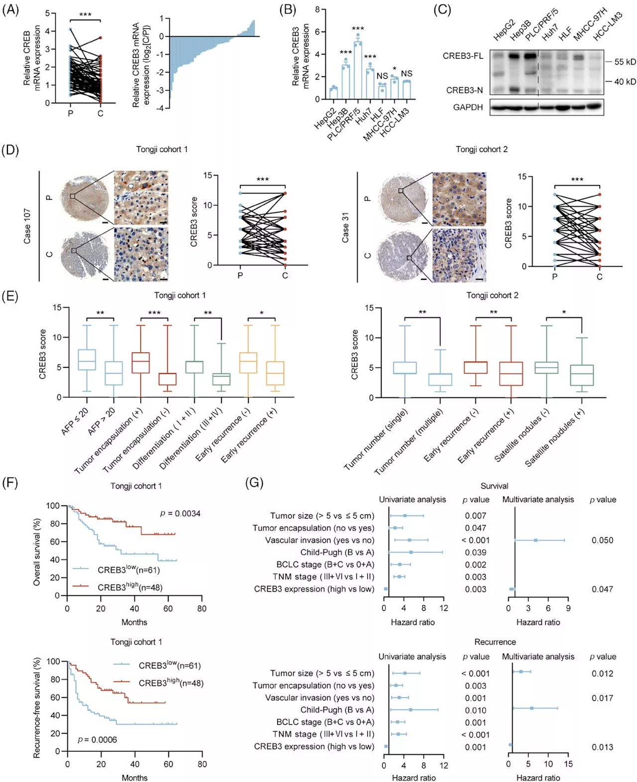 Study reveals CREB3's role in hepatocellular carcinoma suppression via AKT signaling