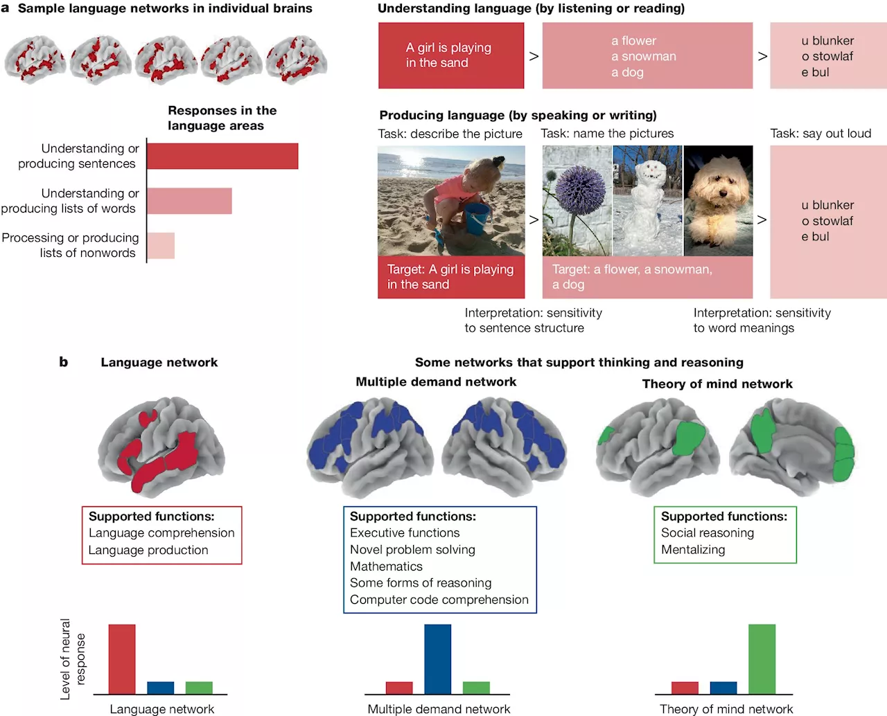 What is language for? Researchers make the case that it's a tool for communication, not for thought