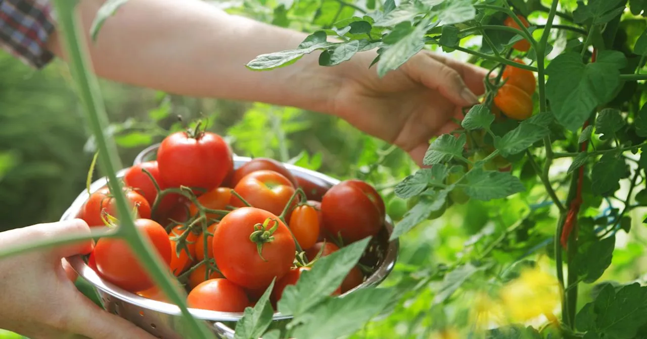 Monty Don says tomatoes will grow bigger with this easy homemade fertiliser