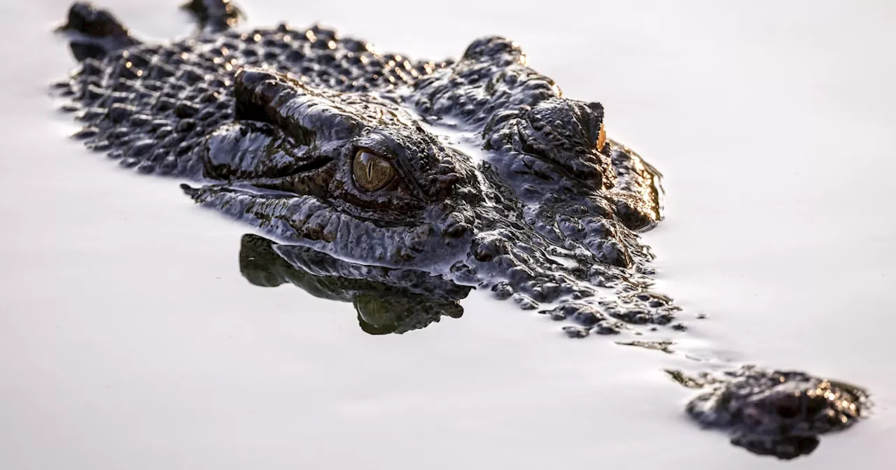 Police in Australia search for child reportedly attacked by a crocodile