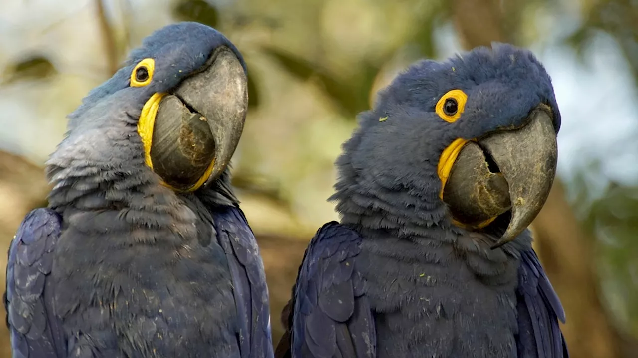 Naturwunder Pantanal - Brasiliens geheimnisvolle Wildnis