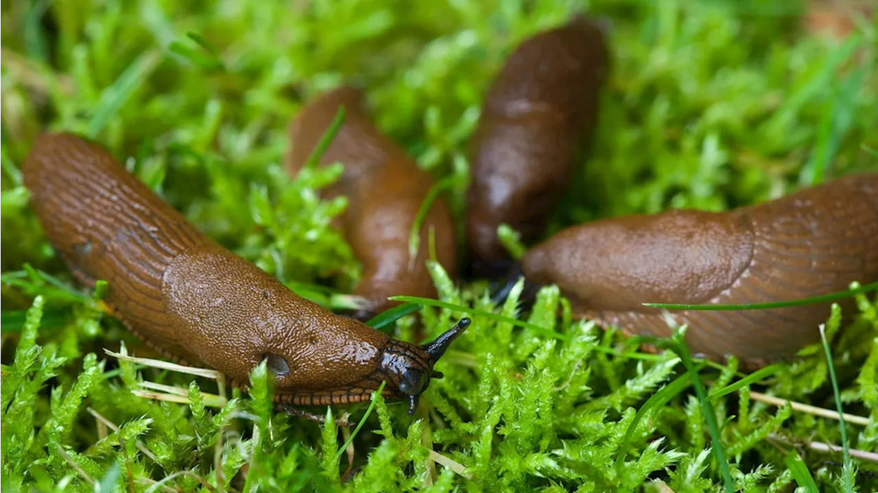 Was hilft gegen Nacktschnecken im Garten?