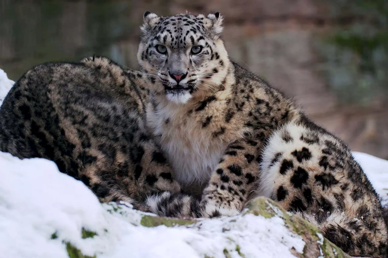 Ancient Denisovans hunted snow leopards on the Tibetan plateau