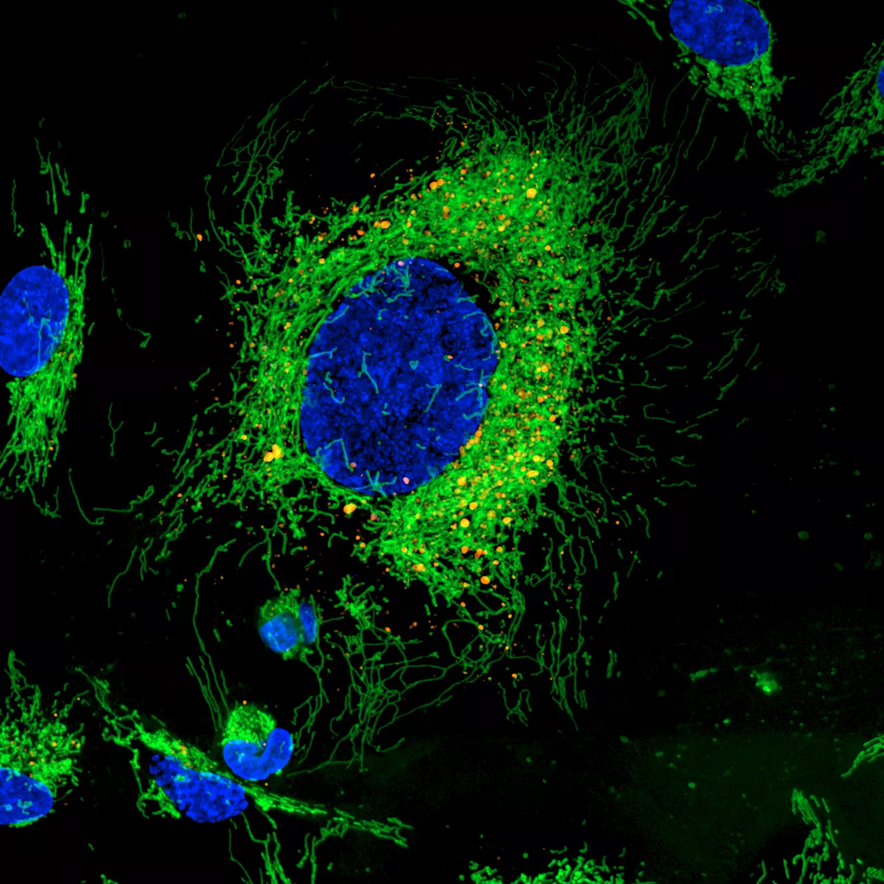 Pioneering Live Cell Imaging - Yokogawa's Impact and Innovations