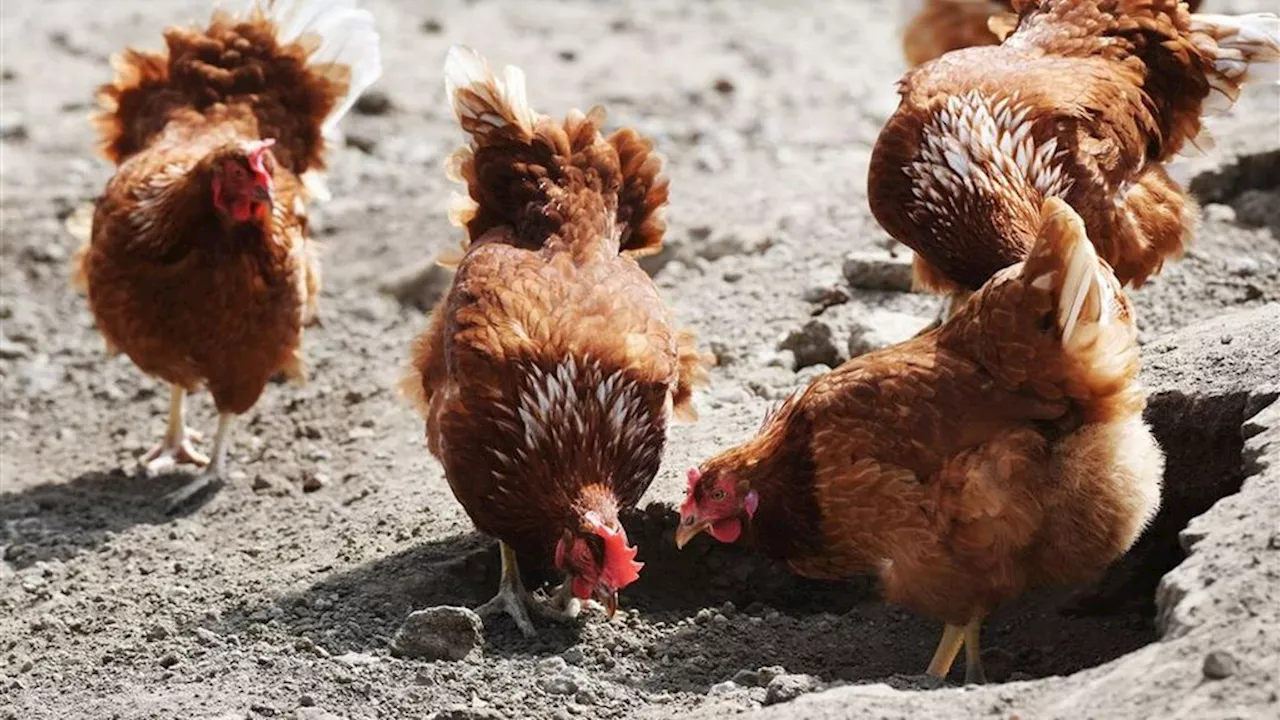 Vogelgriep net over de grens in Duitsland, vervoersverbod deel Overijssel