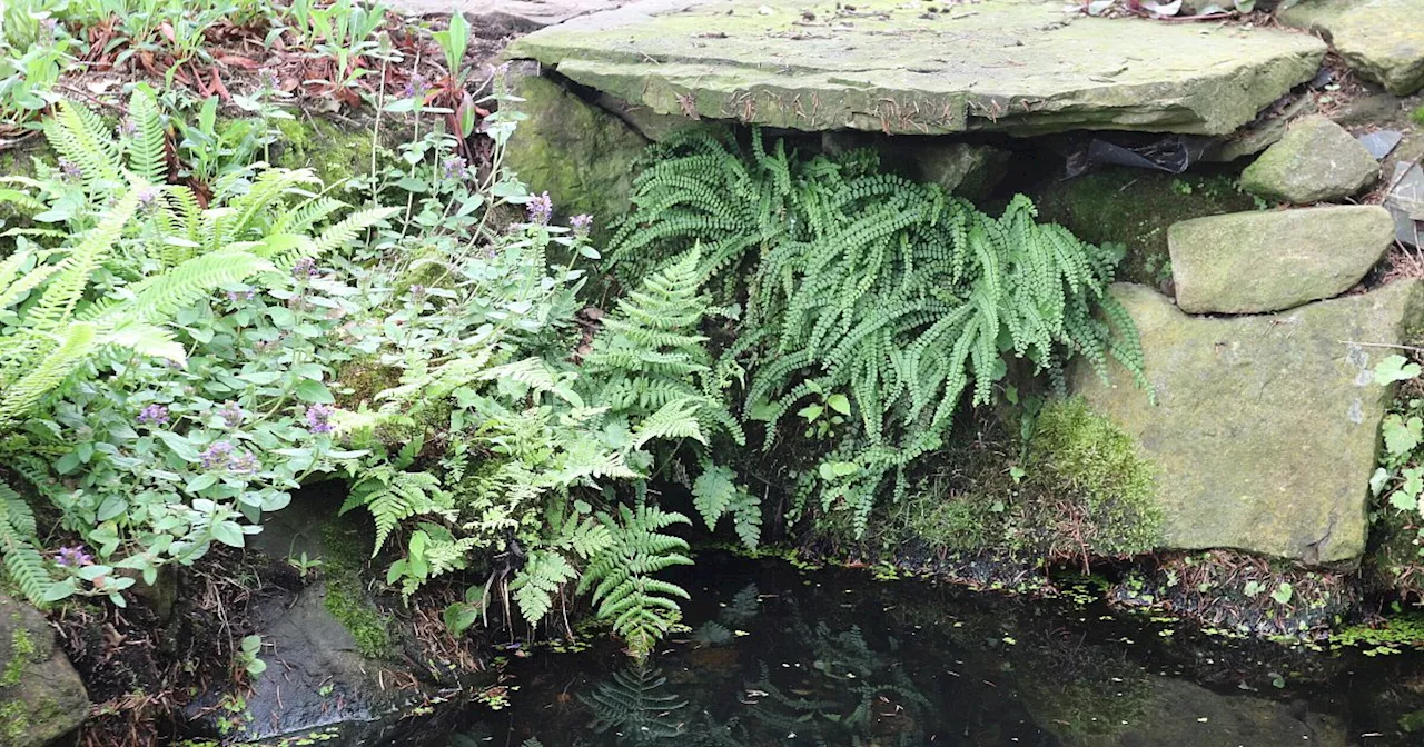 Löhner gibt in neuem Buch Anleitungen für Wasserwelten im Naturgarten