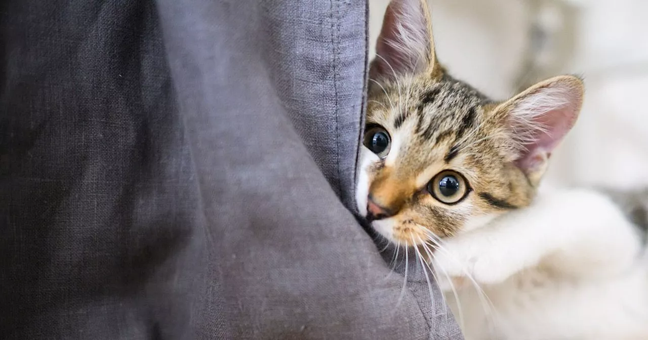 Warum Katzen an Möbeln kratzen - und was dagegen hilft