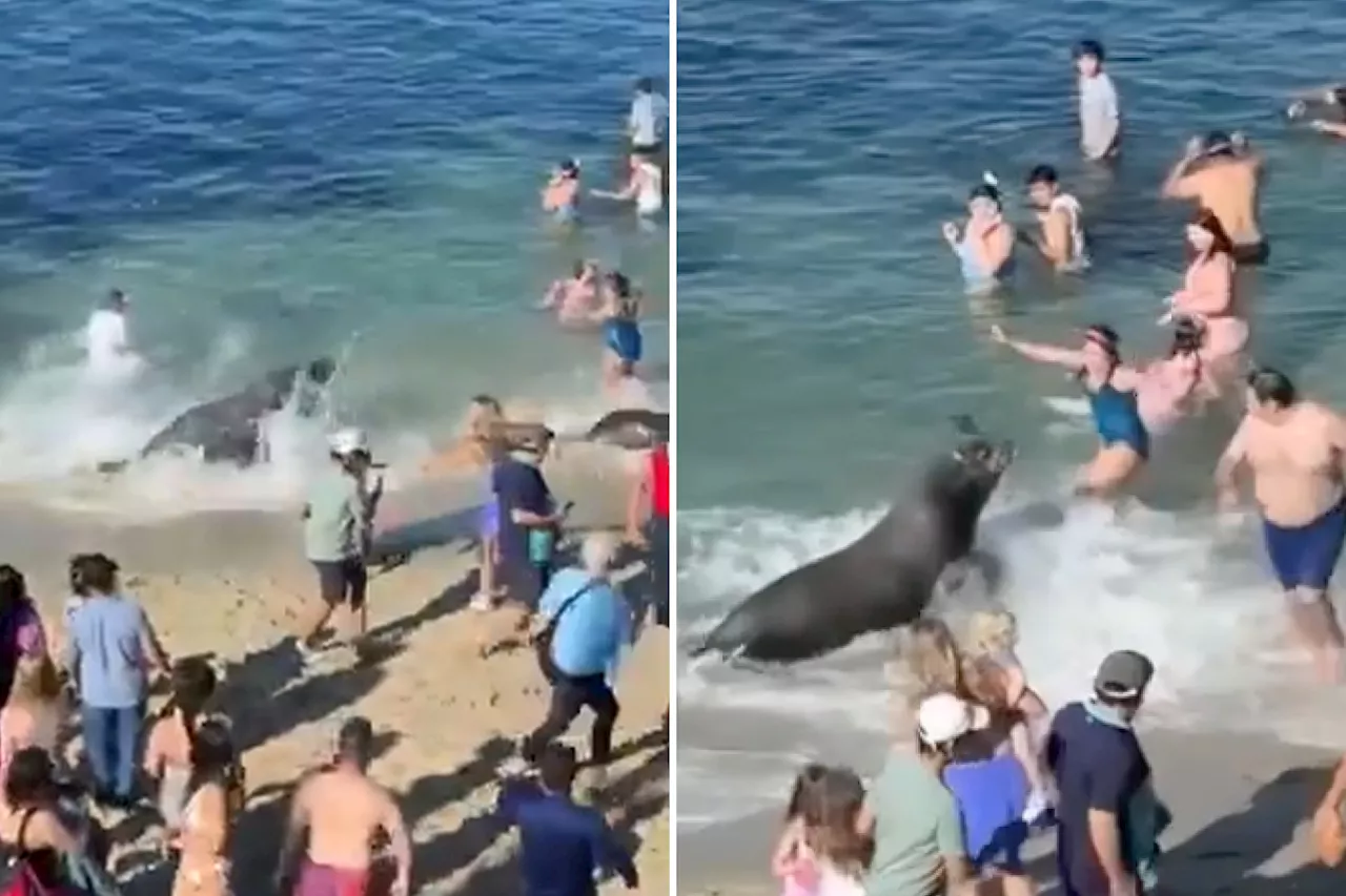 Angry sea lion charges at beachgoers on popular California beach: 'Get out of the water'