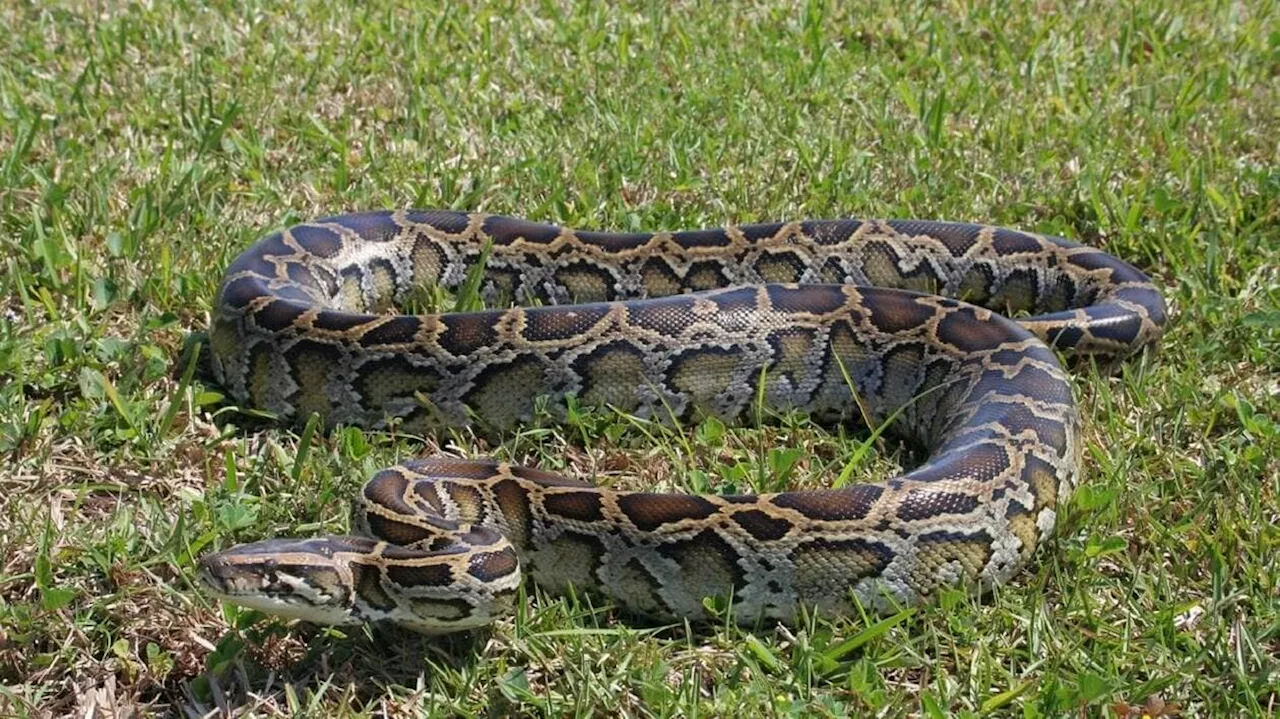 Une mère de famille retrouvée morte dans l’estomac d’un python en Indonésie