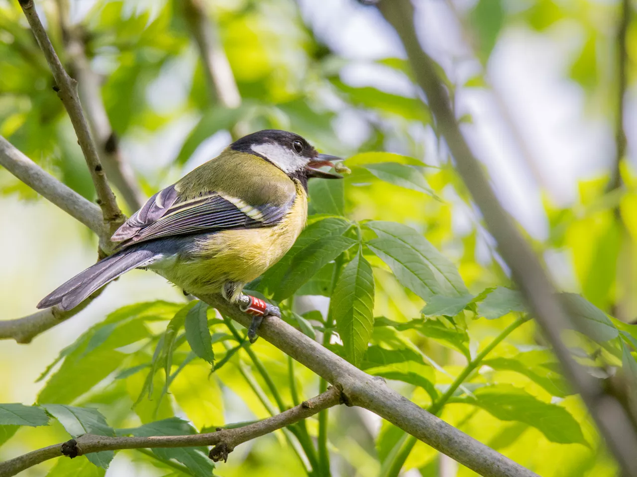 Blue and great tits deploy surprisingly powerful memories to find food, finds study