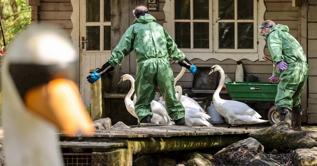 Vogelgrippe: Sorge vor neuer Pandemie - Wie gefährlich wird es für Menschen?