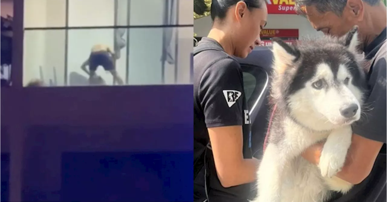 Video Of Man Allegedly Beating His Dog On Condo Balcony In Klang Sparks Public Outcry