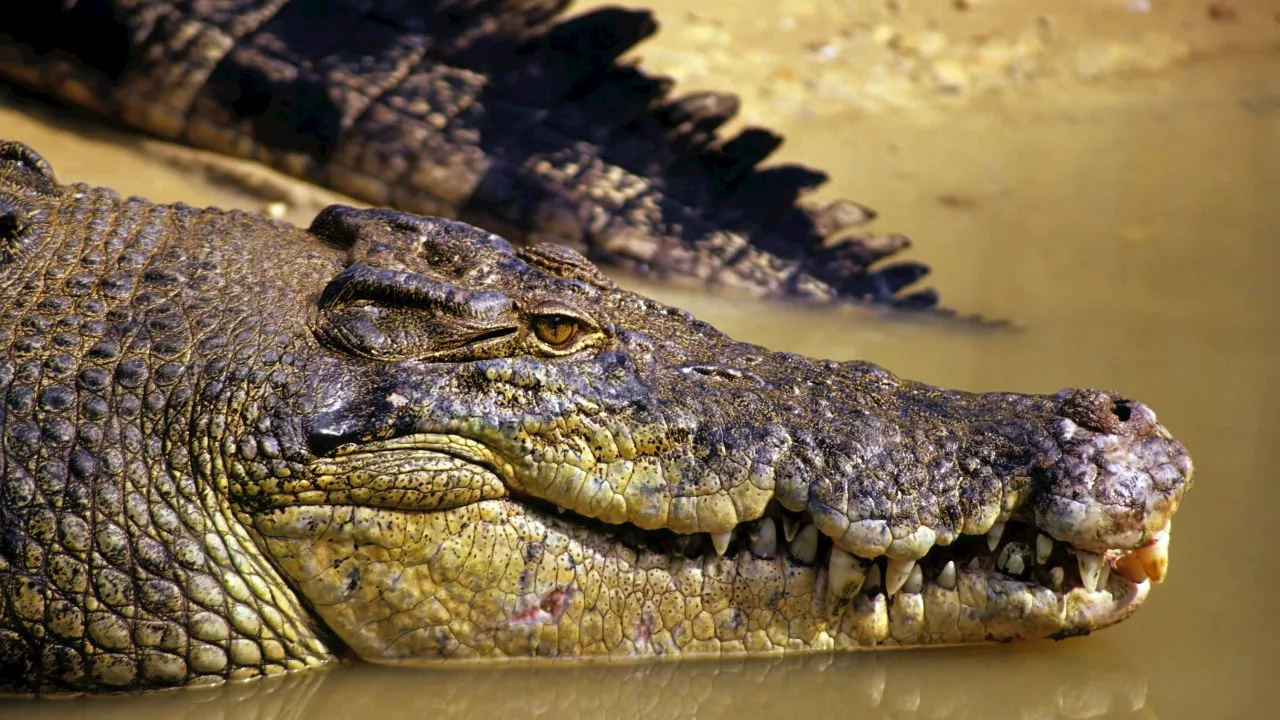 Child missing in the NT after reports of a crocodile attack