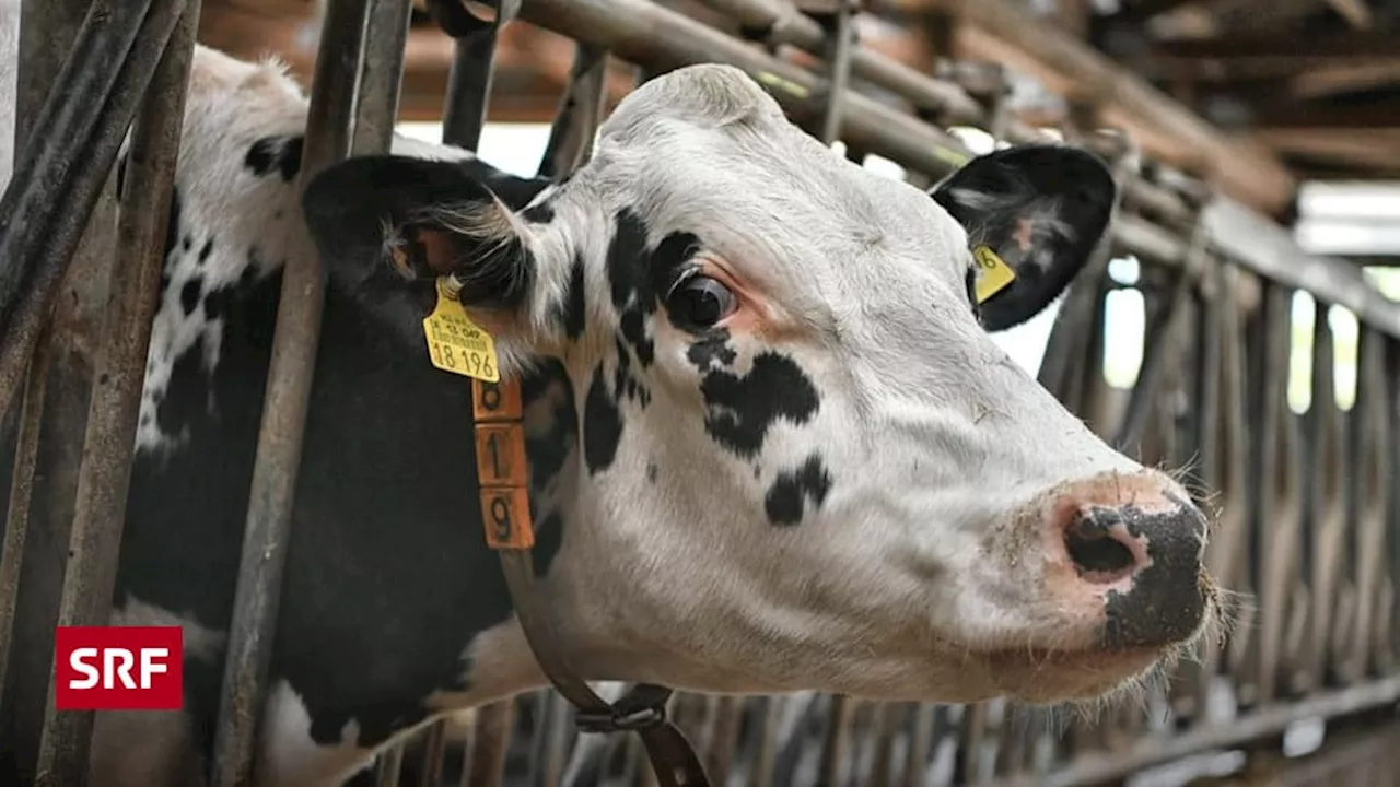 Vogelgrippe bei Kühen: Gefahr durch Rohmilchkäse?