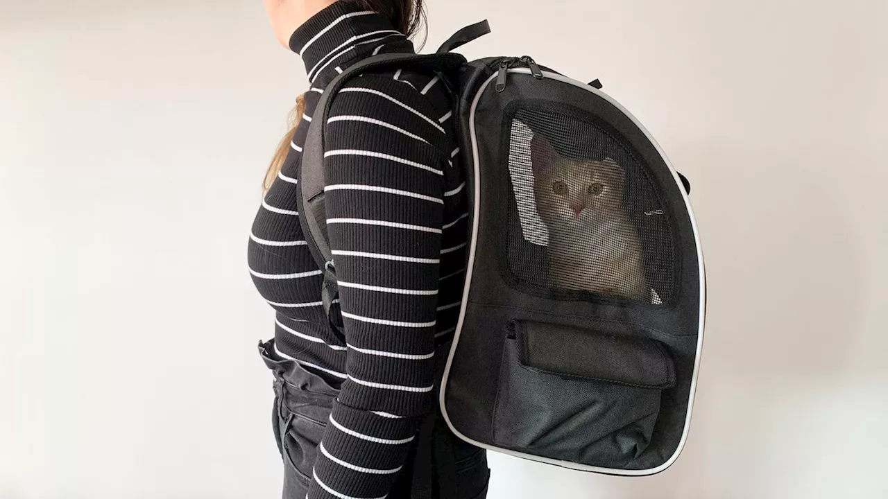 Katzenrucksack im stern-Test: Alternative zur Transportbox?