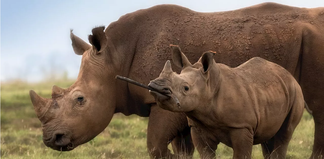 South Africa’s 70,000kg rhino horn stockpile must be burnt to prevent illegal trading