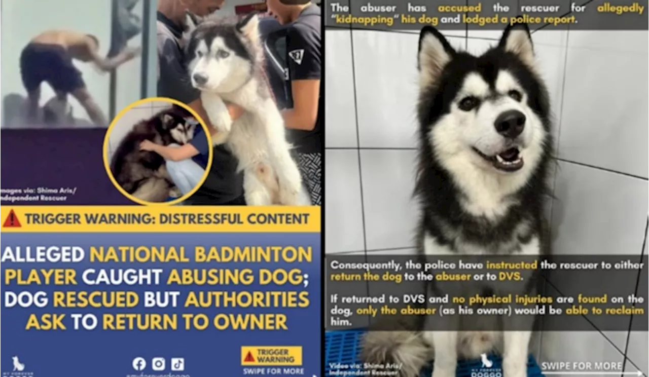 Kajang Husky Rescue Takes A Turn – Owner Lodges Report Claiming Kitster Kidnapped