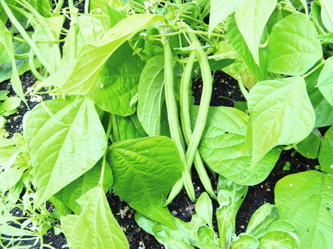 Helen Chesnut's Garden Notes: Harvest green beans before seeds bulge